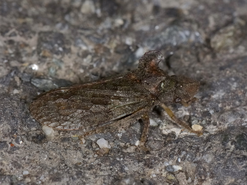 Cicadellidae: Ledra aurita